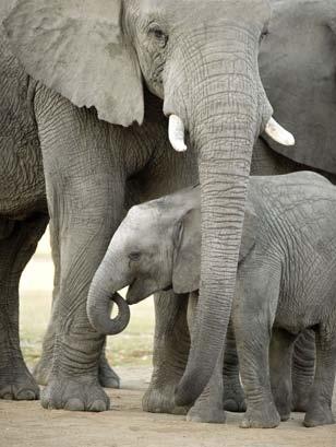I saw an amazing picture of a mother elephant with her baby.