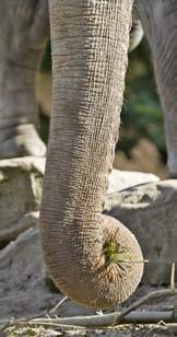 Elephants have heavy gray bodies, thick legs, wrinkled skin, and floppy ears.
