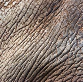 Elephants use their tusks to peel the bark off trees and to dig for minerals.