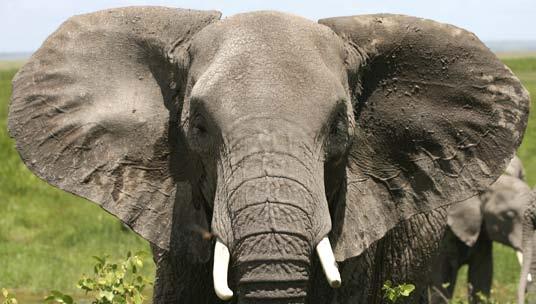 The trunk works like a hose when an elephant drinks water or gives itself a shower.