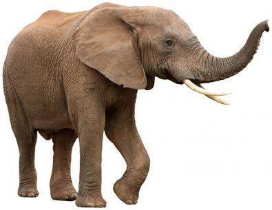 African Elephants bigger thinner body big ears that cover shoulders trunk has two fingers long tusks most live on