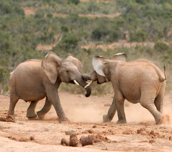 Male elephants stay with their mothers until they are about 11 years old teenagers, in elephant