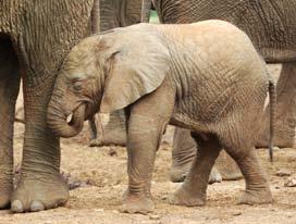 These male elephants are fighting. Baby elephants, called calves, are incredibly cute!