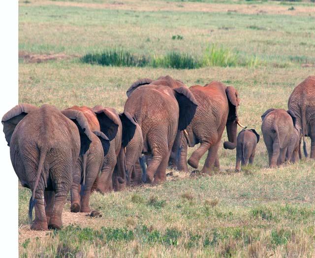 Food and Water Elephants are herbivores (UR-behvores), or plant eaters, and they like many kinds of food. They eat grass, leaves, bark, branches, fruit, flowers, and seeds.
