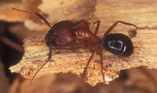 MATERIALS AND METHODS Camponotus pennsylvanicus (Carpenter ants) was collected from Federal College of Agriculture, Akure, Ondo State, Nigeria.
