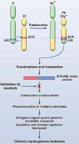 BCR-ABL1 t(9;22)(q34;q11): fuzijski gen BCR-ABL1 Kronična mieloična levkemija (KML) > 95 % Akutna limfoblastna levkemija celic B (B-ALL) 3 % (otroci) 25 % (odrasli) Akutna mieloična levkemija (AML) <