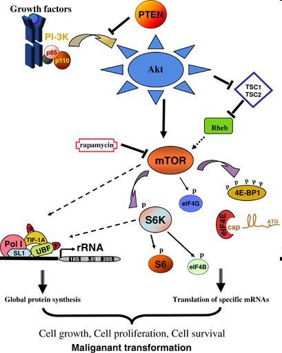 Razlogi za uporabo inhibitorjev mtor pri zdravljenju MCL 1. PI3K/Akt pot aktivna pri nekaterih MCL 2. povečana aktivnost mtor poti pri MCL 3.