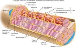 fascicles within a muscle Endomysium: surrounds muscle fibers (cells) within a fascicle Skeletal Muscle Fibers Skeletal