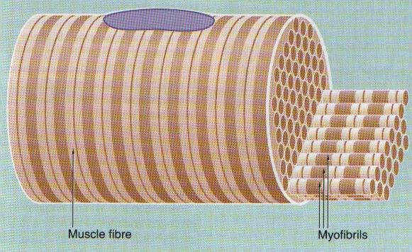 Myofibril ( 肌原纤维 ) * long, parallel,