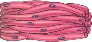 Smooth muscle LM:L:20-500µm.