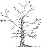 Complex Disease Tree??????????????? High hanging fruit?