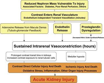 ACE inhibitor associated ARF ACUTE RENAL FAILURE ASSOCIATED WITH ACE INHIBITORS SHOULD PROMPT INVESTIGATION TO RULE OUT BILATERAL RENAL ARTERY STNOSIS OR SEVERE RENAL ARTERY STENOSIS IN A SOLITARY