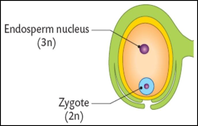 The pollen tube enters the embryo sac via the micropyle. The tube nucleus degenerates. One of the male gametes fertilizes the egg cell (ovum) which lies directly above the micropyle.