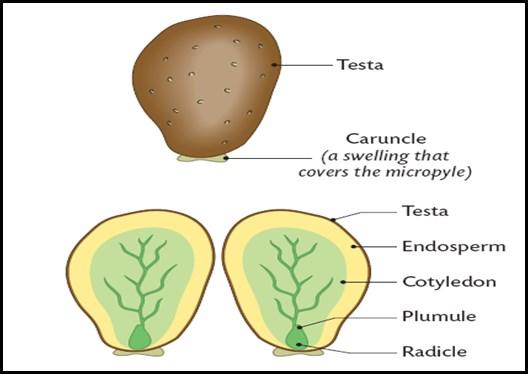 Note in the bottom diagram the testa which is the coat of the seed. The testa is a protective layer. The cotyledons are a food source.