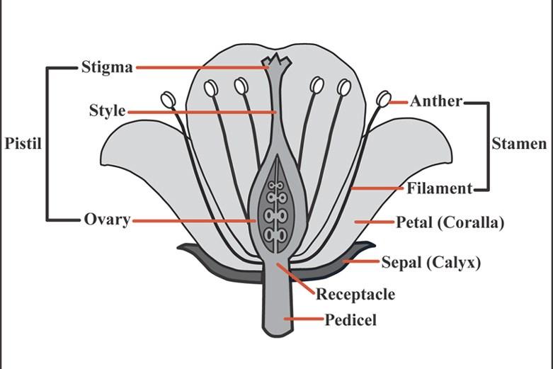 The structure of insect and wind pollinated plants Diagram of the key features of an insect pollinated angiosperm flower Carpel Summary points on the structure of the flower The anther is the male
