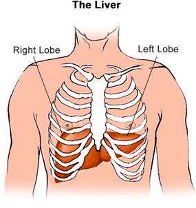 Liver Largest Solid Organ in body Largest Gland in body Synthesis and storage of glycogen Synthesis of lipoproteins, plasma proteins (including albumin and clotting factors) Detoxification of