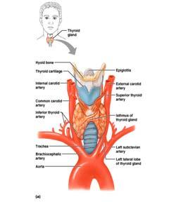 gland Produces two hormones Thyroid hormone