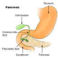 Endocrine Pancreas The endocrine pancreas contains Islets of Langerhans alpha cells: : secrete glucagon beta cells: : secrete insulin delta cells: : secrete