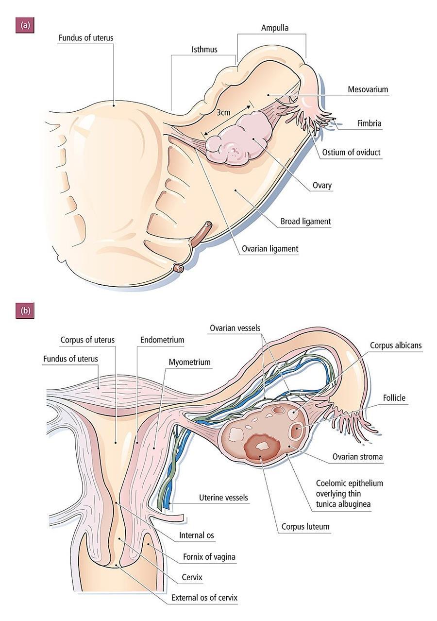 Female reproductive organs in human Intact Infundibulum Ovary Ovarian vessels hilus Ovarian bursa (some spp) Oviduct Uterus Cervix Vagina Sectioned Ovary contains: - stromal matrix (connective