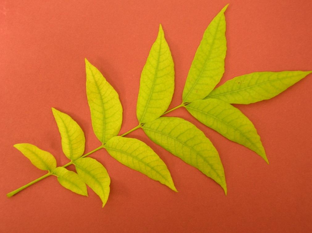 Interveinal chlorosis in youngest leaves Sharp