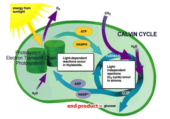 There are two steps involved in the process of photosynthesis: Light Reactions and Dark Reactions (AKA Calvin Cycle) The light reactions involve taking water (H 2 O) and catabolically breaking it