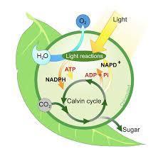 The dark reactions however are not dependent on light because the ATP produced in the previous step will now be the energy source to anabolically produce glucose (C 6 H 12 O 6 ) from carbon dioxide