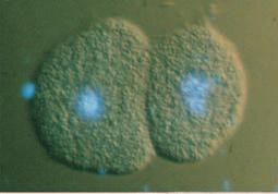 These diploid primordial germ cells (PGCs) migrate to the developing gonads, which will form the ovaries in females and the testes in males.