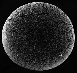 1288 Chapter 21: Sexual Reproduction: Meiosis, Germ Cells, and Fertilization Figure 21 22 The zona pellucida. (A) Scanning electron micrograph of a hamster egg, showing the zona pellucida.
