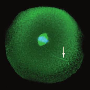 (D) By 16 hours after fusion with a sperm, the centrosome that entered the egg with the sperm has duplicated, and the daughter centrosomes have organized a bipolar mitotic spindle.