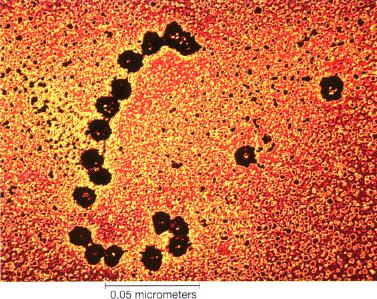 Mitochondria (see 2.b.3) E. Lysosomes F. Vacuoles G. Peroxisomes H.