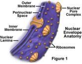 Nuclear envelope: a double membrane that separates