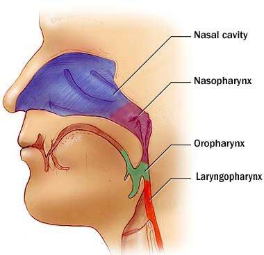 NIHR Southampton Respiratory Biomedical Research Unit The nasopharynx the root of all.
