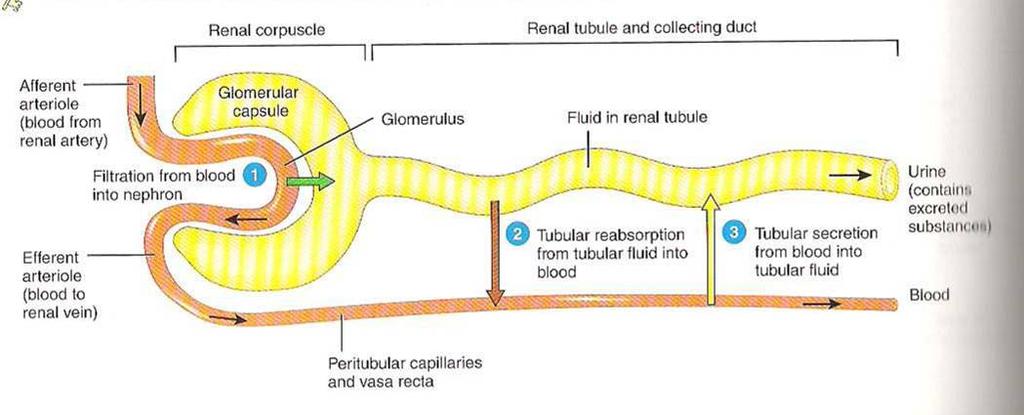 Glomerular Filtration; blood flows through the afferent arteriole into the glomerular capsule.