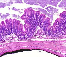 11:1060-1069, 2005 Tissue Handling Cecum Proximal Mid Distal Terminal colon/ Rectum Cecum, DSS Histology of Normal Murine Colon M LP * Sub MP The mucosa (M) is composed