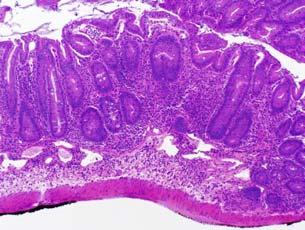 treatment Observe for clinical symptoms of colitis. Euthanize and assess colitis histologically.