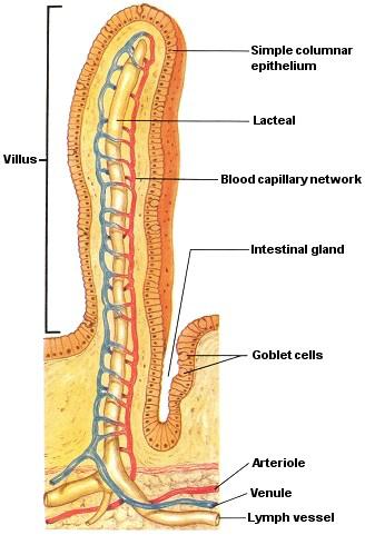 An Intestinal Villus The large intestine, or colon, is designed to remove liquid or water and absorb it.