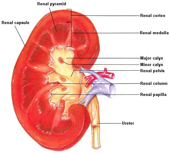 The Urinary System The main organs in this system are the kidneys.
