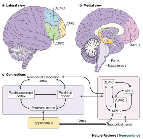 The hippocampus and surrounding structures in the temporal cortex are responsible for the permanent storage &