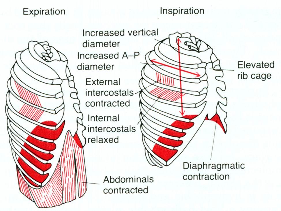 During inspiration, the diaphragm and the external intercostal muscles