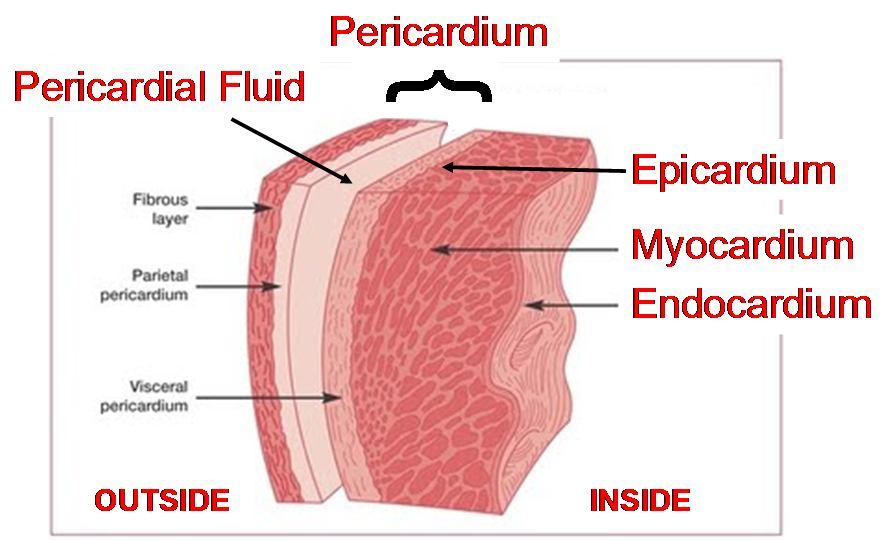 FUNCTIONAL ANATOMY OF THE HEART Walls f the heart & membranes 1) Walls have three majr layers: epicardium (uter membrane = cnnective tissue & fat) mycardium (thick muscle layer) = cardiac mycytes