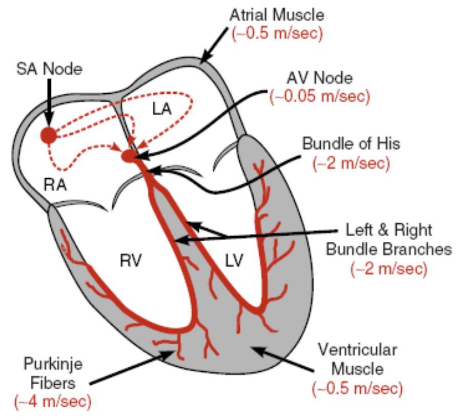 beat and crdinate cntractin by cnducting electrical impulses.