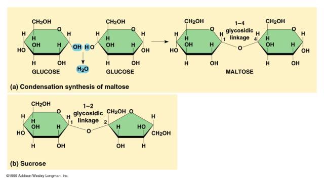 Carbohydrates, II Disaccharides glycosidic linkage (covalent bond) between 2