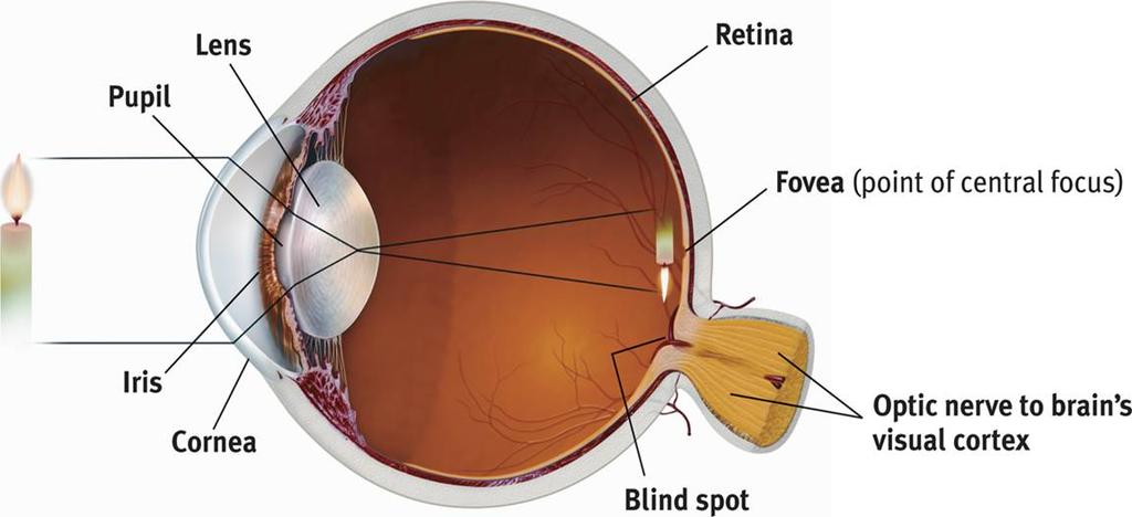 Lens Transparent part of the eye which focuses light on the retina.
