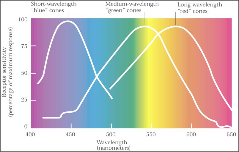 Additive-Each light adds its portion of the wavelength spectrum adding up to White Light Subtractive-Each pigment