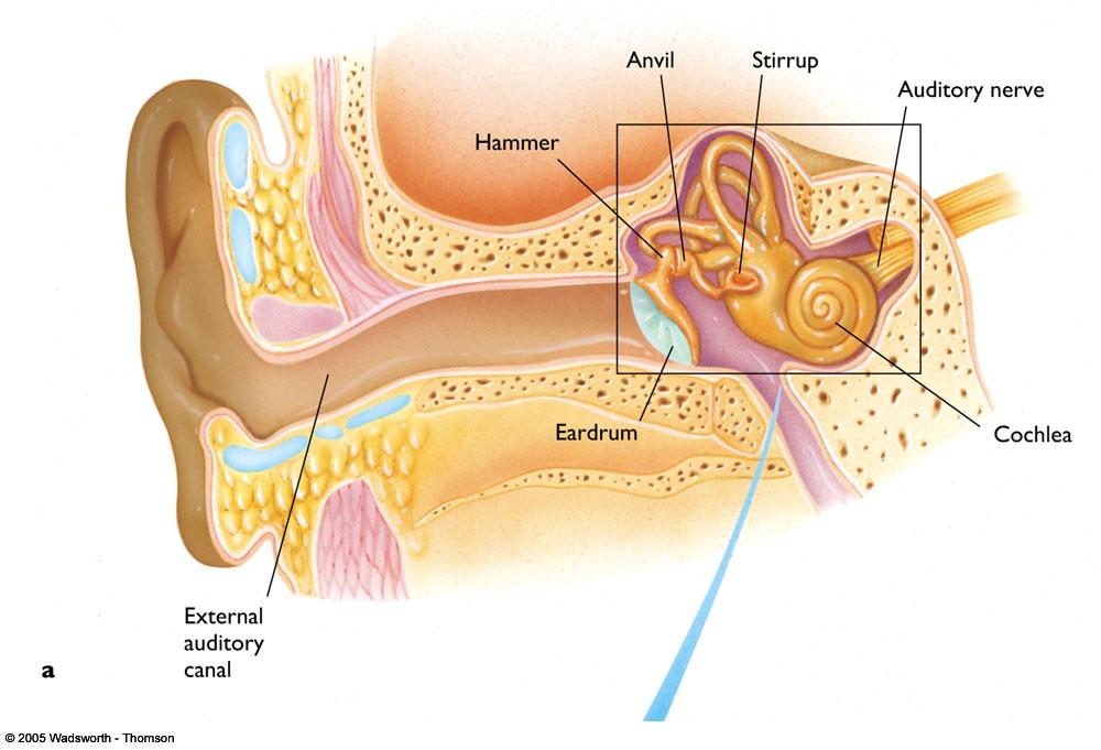 Sound waves create vibrations that displace hair cells along the basilar membrane within the cochlea.