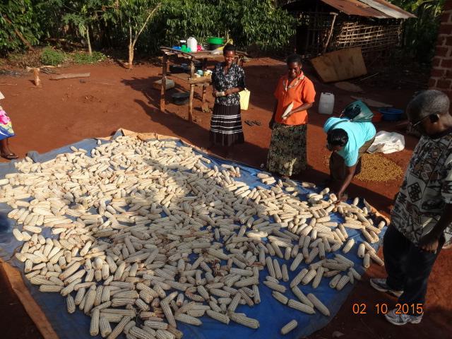 Beneficiaries drying maize on a tarpaulin as a good practice in post harvest management Monitoring and support supervision visits to the