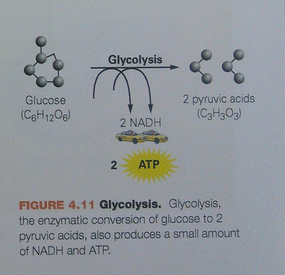 Glycolysis A 6-carbon glucose molecule is broken down into two 3-carbon pyruvic