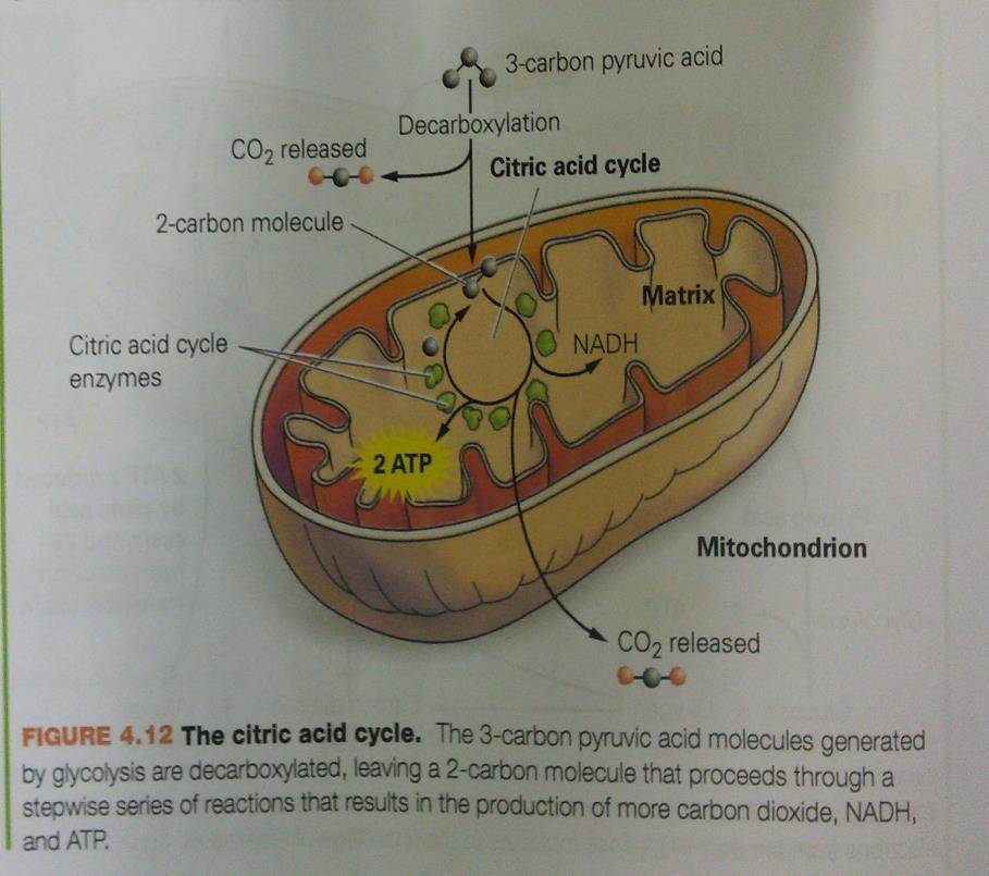 The Citric Acid Cycle Pyruvic acid loses one carbon. This 2-carbon fragment enters the citric acid cycle.