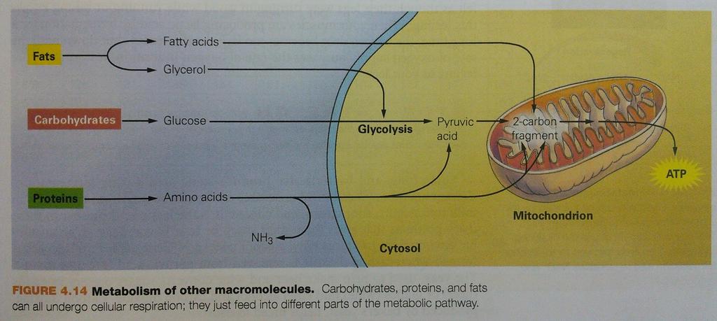 Metabolism of Other Nutrients Carbohydrates, proteins,
