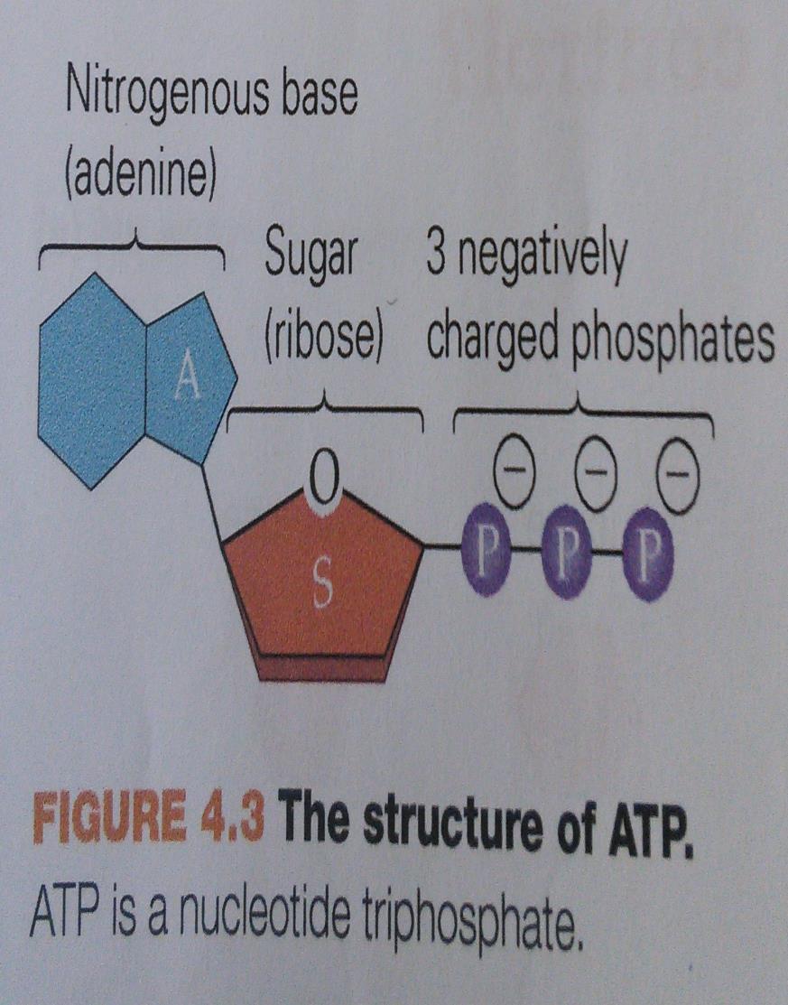 Structure of ATP Adenosine triphosphate or ATP stores energy in its bonds.